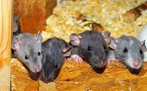 ネズミ家族