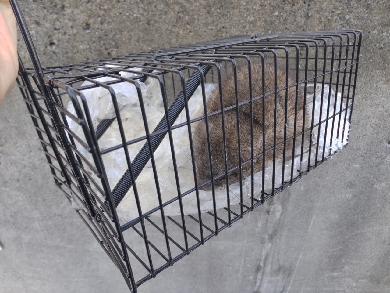 ネズミ捕りカゴの中に亡くなったねずみとビニールの寄せ集めが入っています