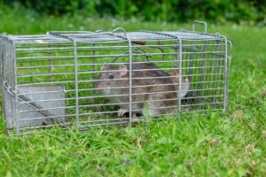 Two wild, brown rats caught in a  humane wire trap.  Scientific name: Rattus norvegicus, Garden setting.  Horizontal.  Space for copy.